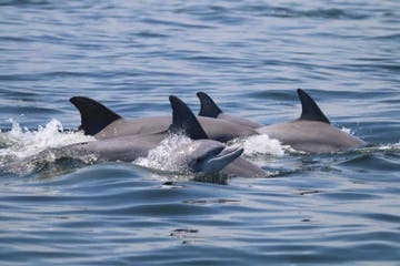 Morning Wildlife Cruise with Leahi Voyager Hawaii