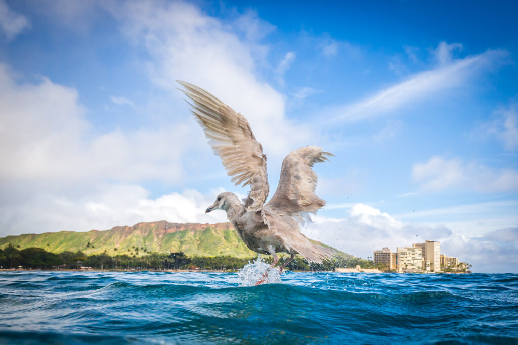 Leahi Voyager Hawaii